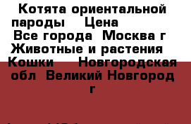 Котята ориентальной пароды  › Цена ­ 12 000 - Все города, Москва г. Животные и растения » Кошки   . Новгородская обл.,Великий Новгород г.
